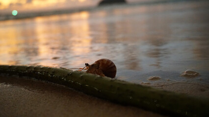 Hermit crab with cute eyes runs on the sand. Leaves footprints. Yellow sand, sunset. The rays of the sun are reflected in the sea. An island is visible in the distance. There are twigs and jellyfish