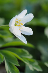 White anemone flower in nature.