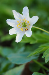 White anemone flower in nature.