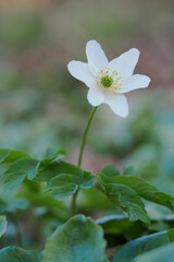 White anemone flower in nature.