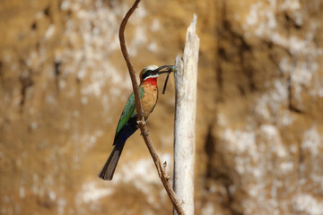 White-fronted Bee-eater with insect in beak, South Africa