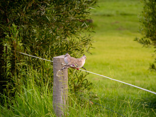 Crested Pigeon Pair on Fence