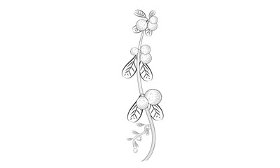 Orange fruit with leaves coloring page | food vintage sketch coloring page Set of different fruit linen on white background.