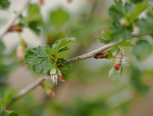 Fresh gooseberry blossom on a twig with green leaves.