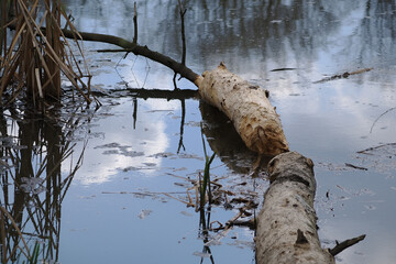 A fallen and gnawed log from beavers in the water.