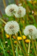 綿毛が可愛いタンポポ