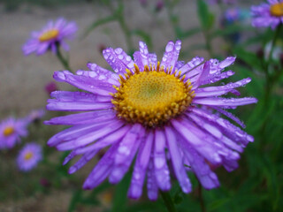 yellow puple flower with drop water.Spring flowers.Macro, close up