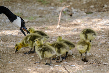 country goose branta canadensis