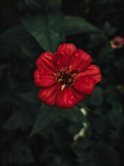 Red zinnia  flower with black background.Spring flowers.Macro, close up