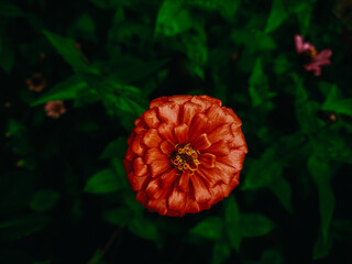 Red zinnia  flower with black background.Spring flowers.Macro close up