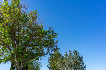 Green tree in bright light daylight with blue sky