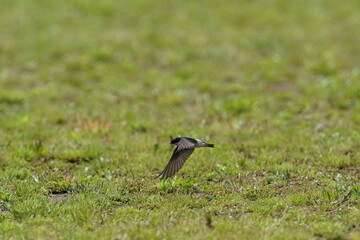 asian house martin in flight