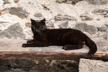 Black street cat lying on wooden bench