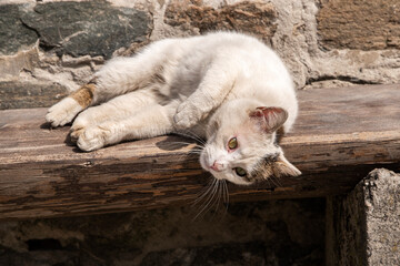 White street cat lying on wooden bench