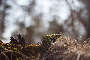 Nature forest wallpaper with bokeh