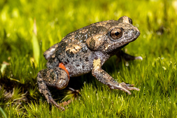 Smooth Toadlet resting on moss (Uperoleia laevigata)