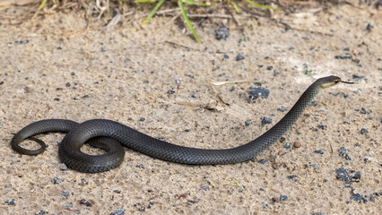 Swamp Snake (Hemiaspis signata) flickering tongue