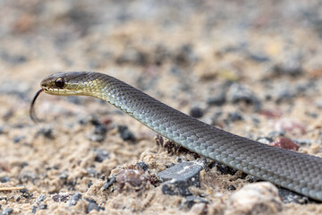 Swamp Snake (Hemiaspis signata) flickering tongue