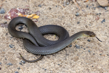 Swamp Snake (Hemiaspis signata) flickering tongue
