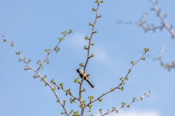 新芽芽生えたイチョウに留まる四十雀