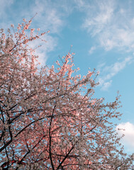 Cherry blossom in spring