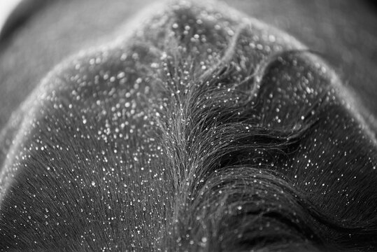 Close-up of horse hair full of raindrops. Black and white detail photo