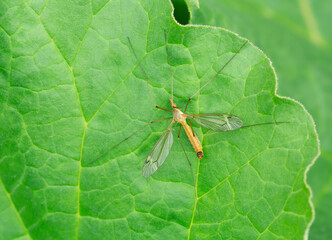 Cranefly, Tipula fascipennis resting on leaf