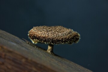 mushroom on a tree