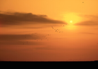 Fototapeta na wymiar Cranes flying at sunset, Apure State, Venezuela