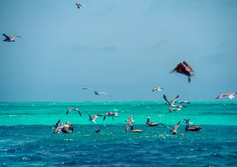 Foto op Canvas Pelicans flying and fishing on the turquoise waters of Los Roques archipiélago, Venezuela © JUAN
