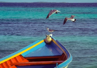 Foto op Canvas Sea gull perched on a fishing boat on the shore, Los Roques archipiélago, Venezuela © JUAN