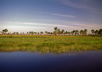 An estuary with palm trees in the horizon, SUcre state, Venezuela