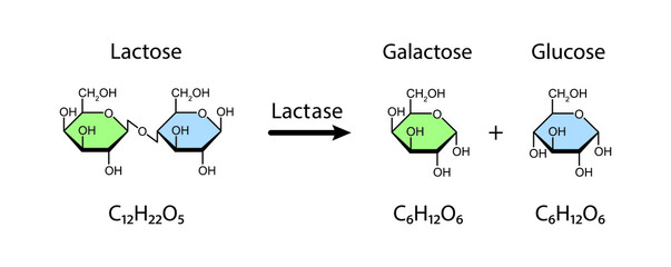 Lactase enzyme Effect On Lactose Sugar Molecule. Lactose Hydrolysis. Vector Illustration. - obrazy, fototapety, plakaty