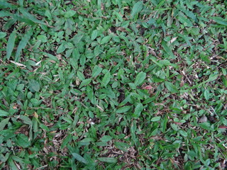 green leaves background