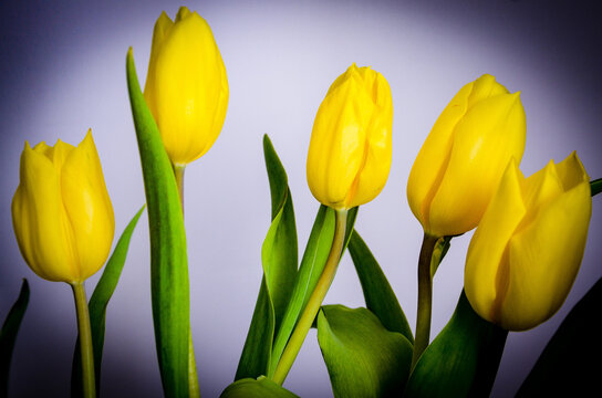 Yellow Tulips On A Black Background