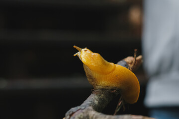 Banana Slug