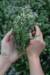 Naklejka na ściany i meble Thyme herb in hand.Growing and cutting thyme.Spicy herbs in the garden.hands with garden shears and thyme herb. Clean eco-friendly farming.organic bio farming.Fragrant herbs and spices. bio food