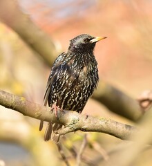 Sturnus vulgaris posing on the tree in summer.