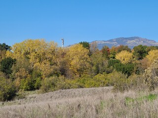 Fototapeta na wymiar Cottonwood Trees turning yellow in Autumn, San Ramon, California