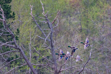 Flock of Mallard Ducks Cruises Through the Trees