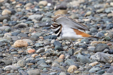 Kildeer Portrait on a Rocky Beach