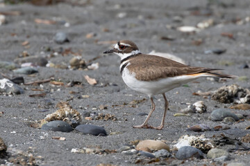 Kildeer Portrait on a Rocky Beach