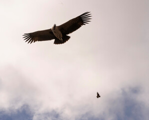 Fauna. Closeup view of a family of condors, Vultur gryphus, flying across the sky.