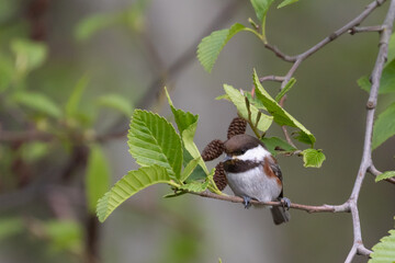 Tiny Chestnut-Backed Chickadee in a Birch Tree