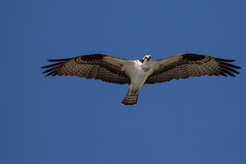 Osprey Hunting for Fish Finds Photographer