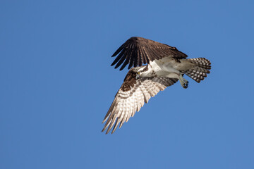 Osprey Hunting for Fish Finds Photographer