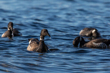 Flock of Black Brant Swimming in Puget Sound