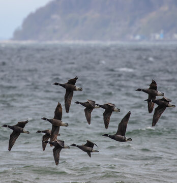 Flock of Black Brant Fly Past Possesion Point on Whidbey Island Washington