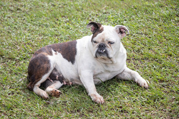 bulldog dog portrait on the grass