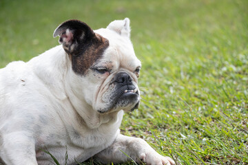 bulldog dog portrait on the grass